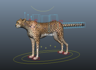 写实豹子maya模型下载  四足动物3D模型下载