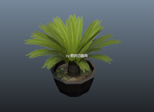 盆景铁树植物maya模型下载  办公室去辐射盆栽植物模型