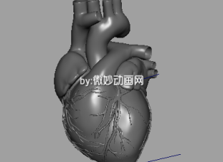 人体器官心脏maya模型下载 带逼真心脏跳动动画