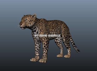 豹子猎豹动物高精度maya模型带绑定贴图下载