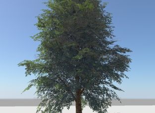 一颗超级逼真的树maya模型带贴图，可以做动画练习场景用