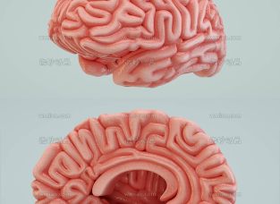 人类大脑C4D模型 Octane Render Human Brain