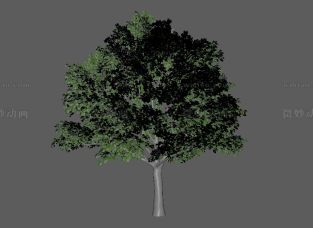 一棵树植物模型带贴图Maya模型下载